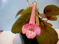 Sinningia 'Country Pink'